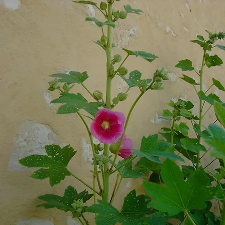 בית הארחה Les Jardins Saint Leonard Thairé